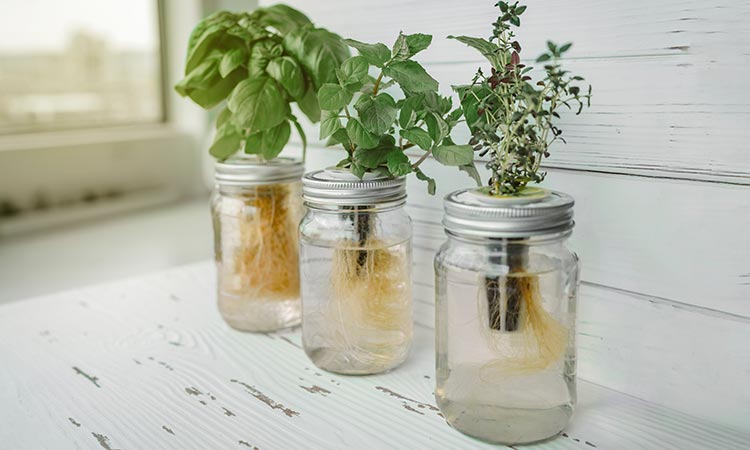 Mason-Jar-planters