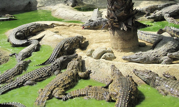 davao_crocodile_park