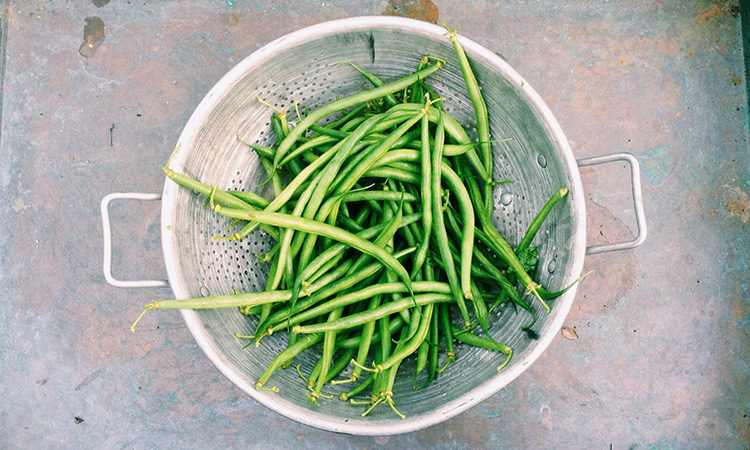 Edible-house-plant-suntrust-string-beans