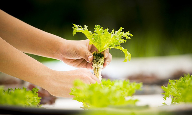 Edible-house-plant-suntrust-lettuce