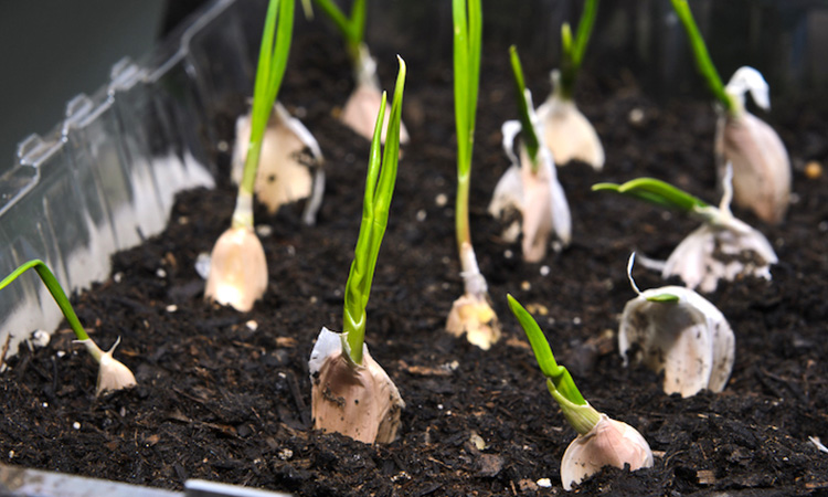 Edible-house-plant-suntrust-garlic