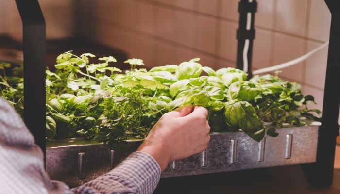 Herbs Hydroponic Gardening in Kitchen