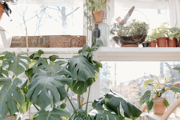 Caring-for-indoor-plants